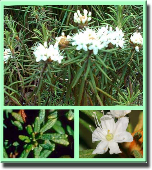Багульник болотный (болиголов), Ledum palustre