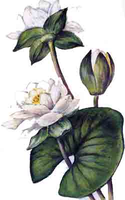 Кувшинка белая (водяная лилия) 