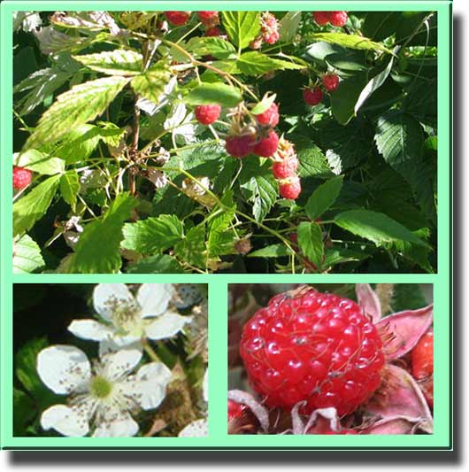 Малина обыкновенная (Rubus ideas)